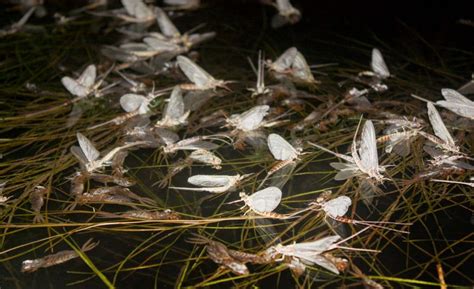 How to Fish a Hex Hatch .
